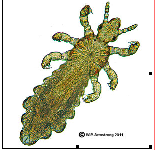 lice1